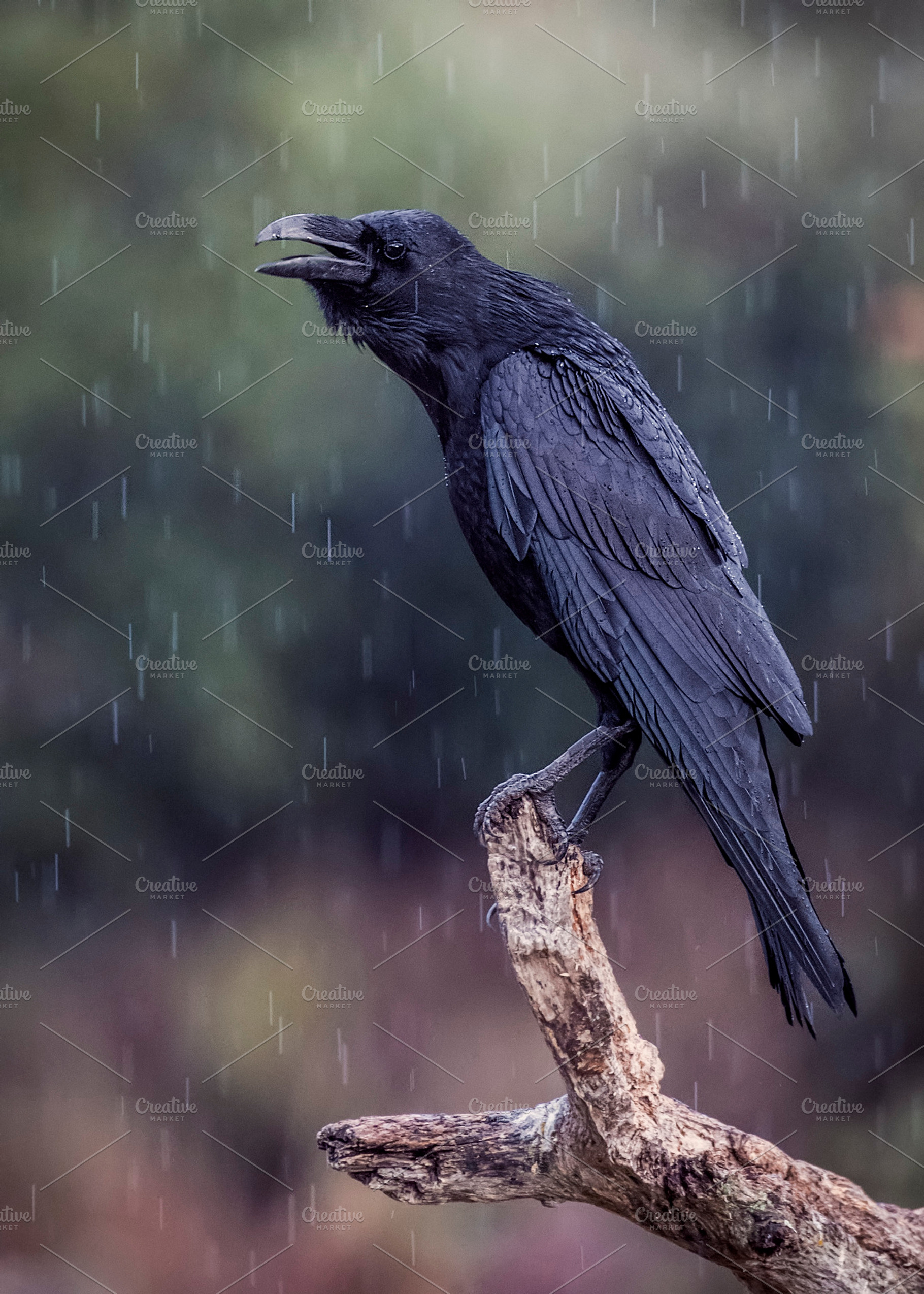 Raven stock photograph, an Animal Photo by Nat