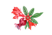 Pomegranate, an Illustration by Watercolor life (Thumbnail 4 of 6)