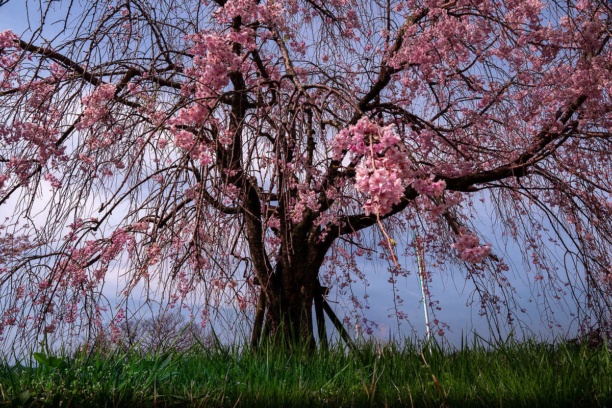 6 photos, Cherry Blossom gardens, a Nature Photo by Silent Nature (Photo 4 of 6)