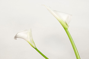 Calla lily flowers stock photo containing arum and petal