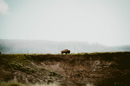 Bison