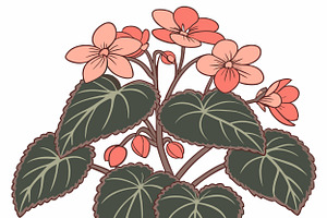 Vibrant coral begonia plant, an Object Illustration by SouravDesign