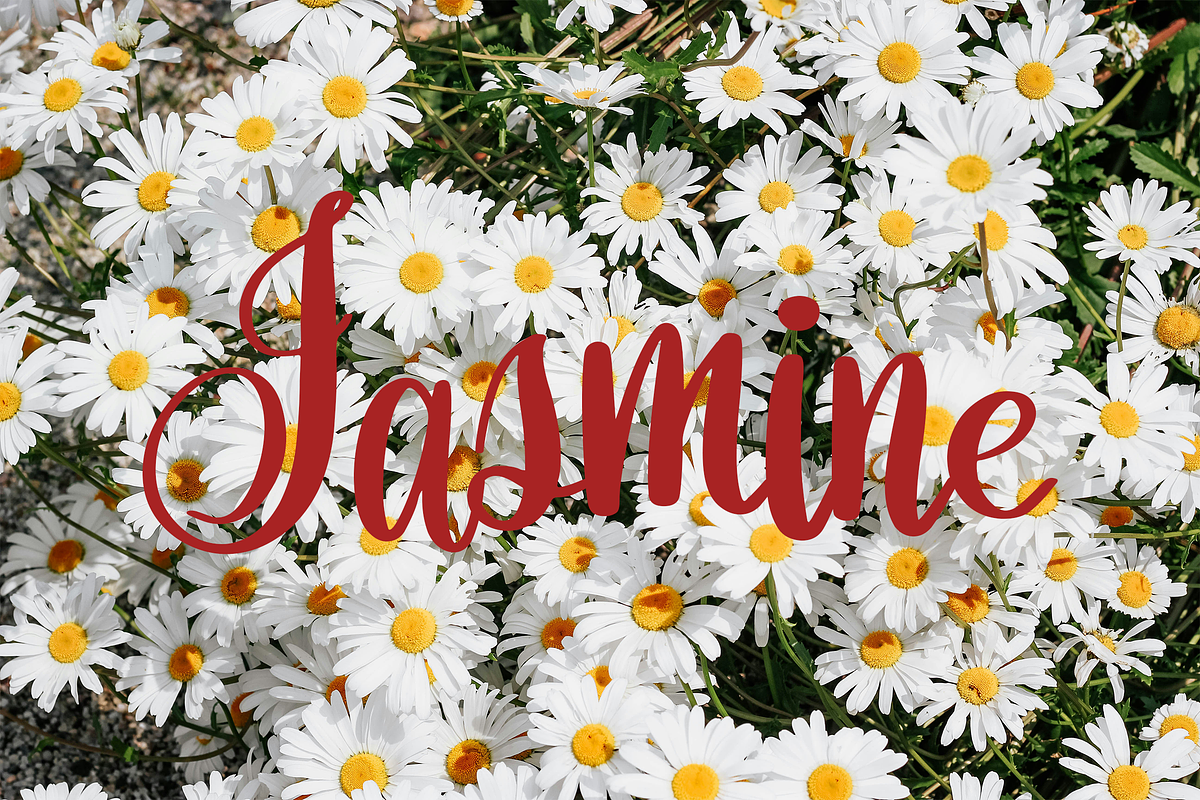 Orchidia, a Script Font by Dm Studio (Photo 3 of 11)