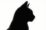 Cat Silhouette Vector Bundle, an Object Graphic by BIPLOB EXPERT (Thumbnail 9 of 11)