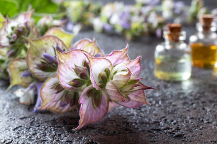 Fresh clary sage plant with bottles, a Health & Medical Photo by Madeleine Steinbach