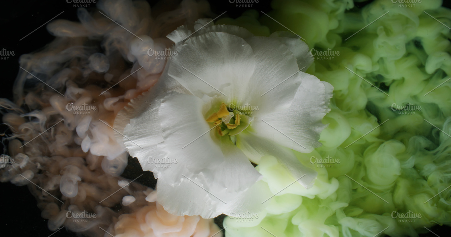 Nature flower color paint mix plant eustoma smoke, a Background Photo by Photo Drive Studio