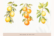 Watercolor Fruit Clipart, Fresh PNG, a Decorative Illustration by illuztrate (Thumbnail 7 of 13)