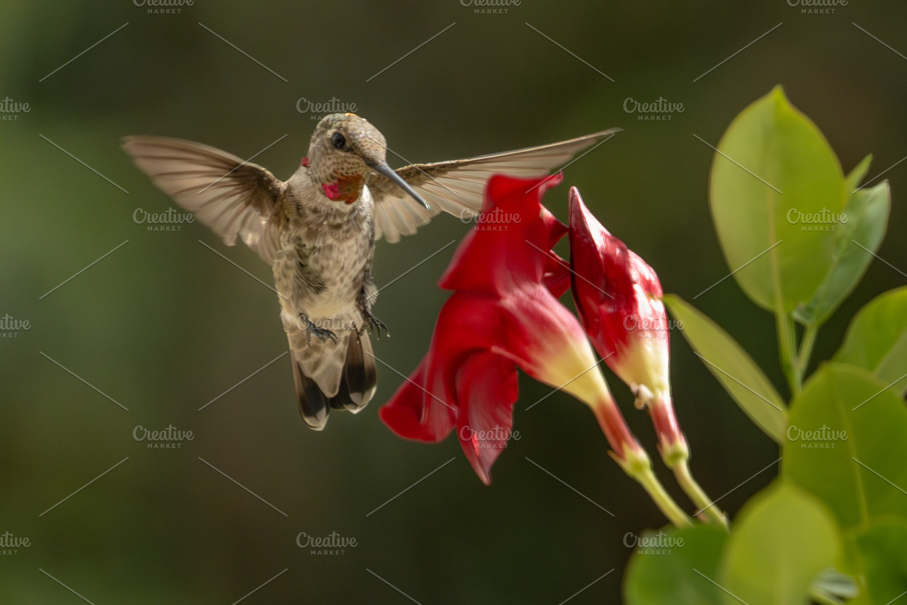 Annas hummingbird - Calypte Anna, an Animal Photo by Andy Dean Photography
