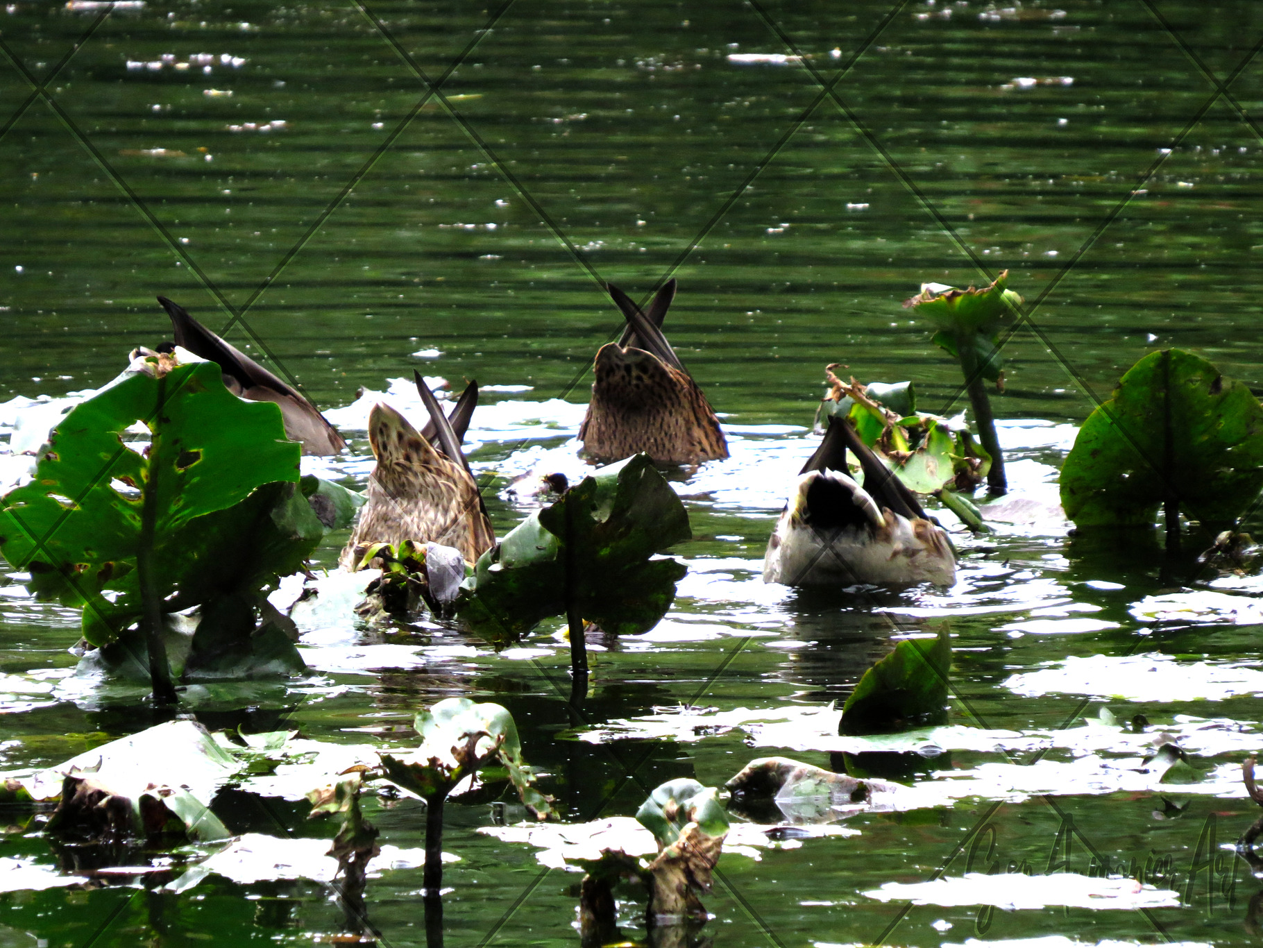 Bobbing Ducks Pond Photograph, an Animal Photo by Gen Aumonier