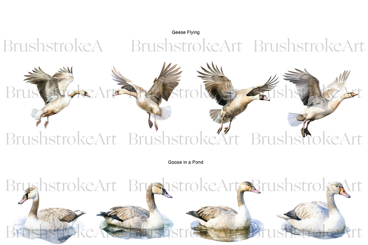 Watercolor Goose Clipart, Cute Geese, an Animal Illustration by BrushstrokeArtGB (Photo 5 of 9)