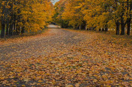 Autumn road containing road, autumn, and fall, a Nature Photo by SergeKa