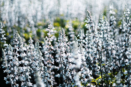 White and blue flowers in the spring garden, a Nature Photo by Art Rachen