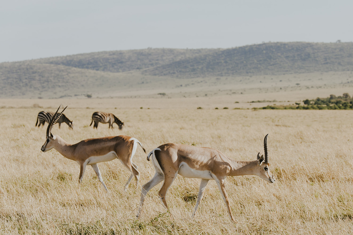 Adventure Series: Safari LR Preset preview 5