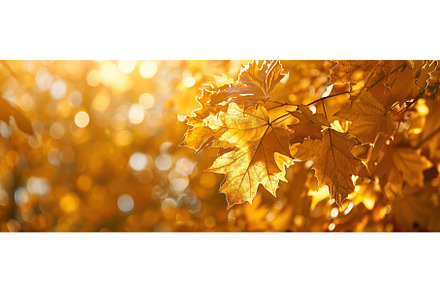 Autumn Design Background, a Nature Photo by BazziBa♥