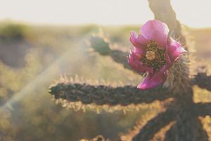 cactus bloom