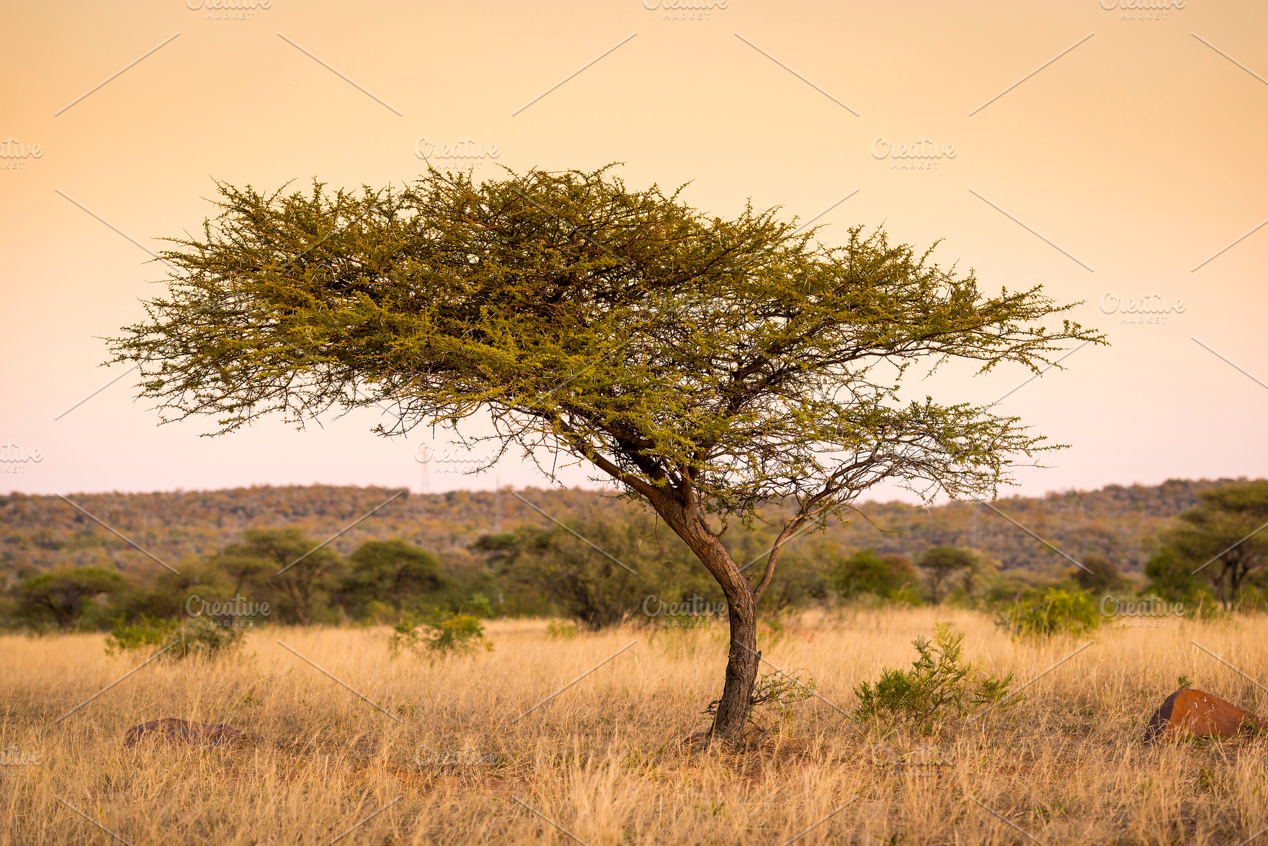 Acacia Tree Africa, a Nature Photo by THP Creative