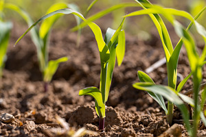 a monocultural field with fresh corn sprouts in fertile soil with fertilizers, a Photo by rsoollAI