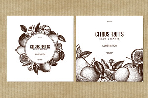 Vintage Citrus Fruits Collection