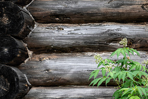 Fragment of the wall of a log house, a Background Photo by Schreibikus