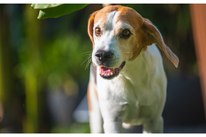Portrait of a senior beagle dog, an Animal Photo by MadPhotos