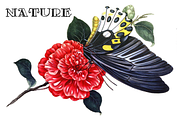 Is Not a Brazilian, a Serif Font by Intellecta Design (Thumbnail 5 of 5)