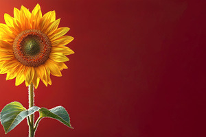 Vivid sunflower with golden petals and green leaves illuminated, a Nature Photo by José Manuel Gelpi