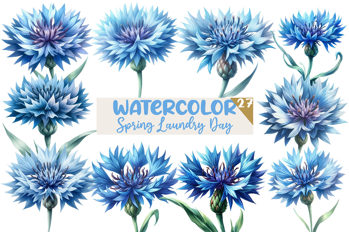 Watercolor Blue  Cornflower Clipart, an Illustration by Designworld (Photo 1 of 6)