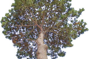 Low angle view pine tree isolated photo, a Nature Photo by DanFLCreativo