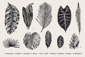 Exotic Leaves. B & W