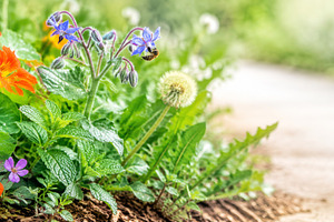 Foraging garden near home with color, a Photo by Dvoevnore photos