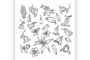 Vector Hand Drawn Elegant Bluebells