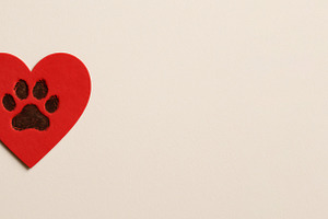 Heart-shaped red paper with paw prin, a Photo by Dvoevnore photos