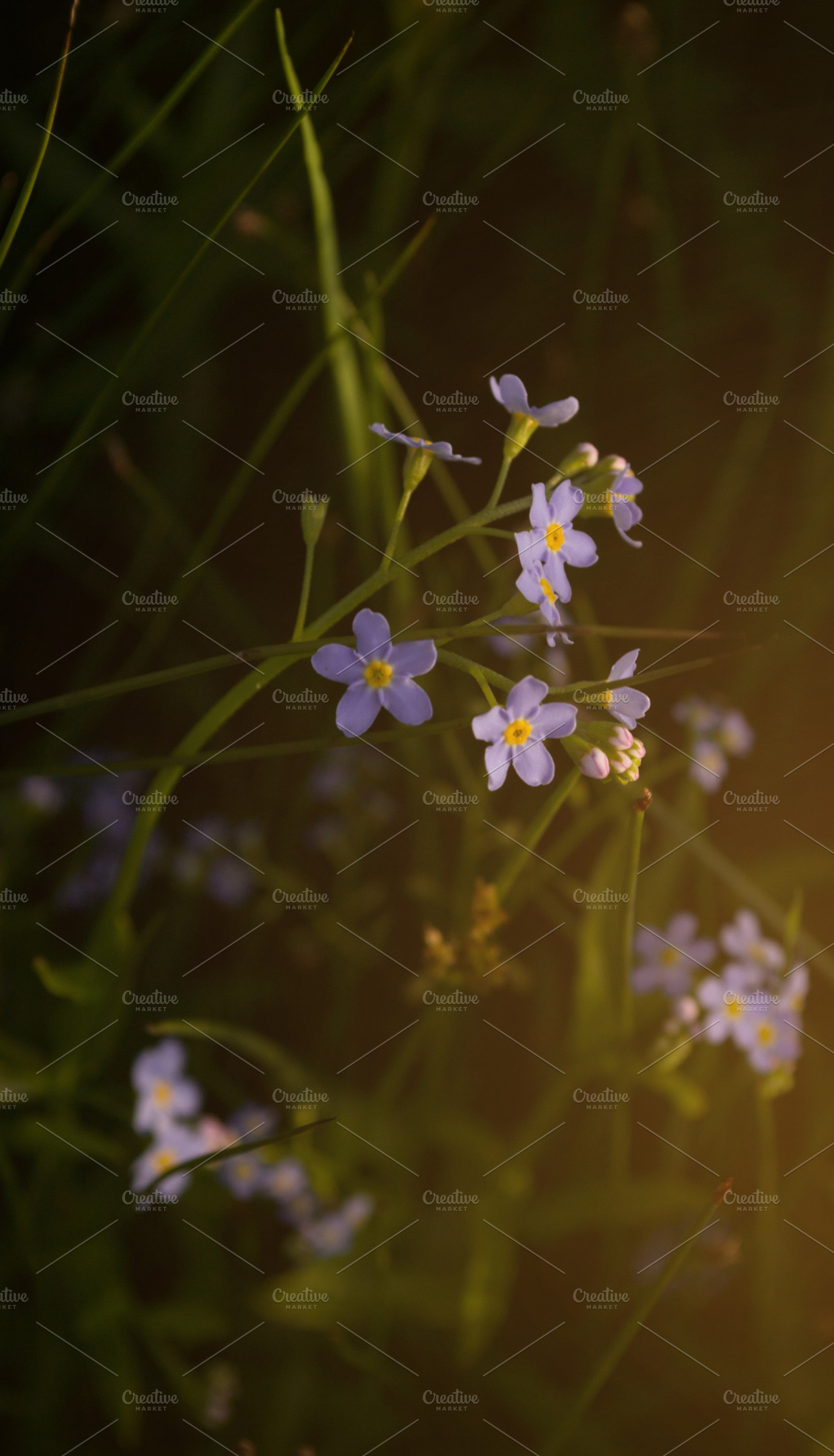 Forgetmenot stock photo containing forget me not and forget-me-not, a Nature Photo by Innire