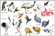 Watercolor Birds collection PNG, an Animal Illustration by FineArt (Thumbnail 3 of 7)
