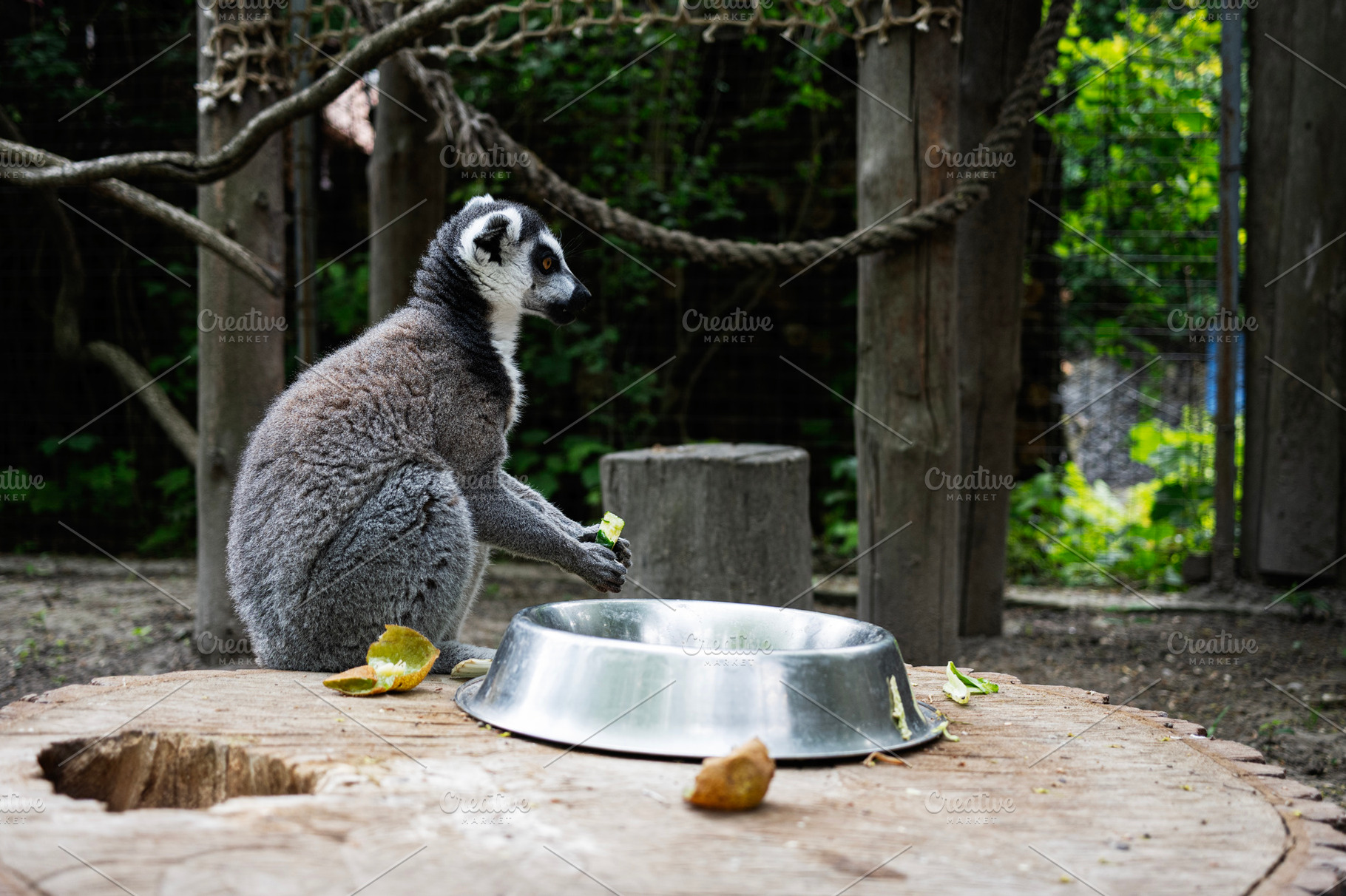 Ring-tailed lemur sitting on a wooden table in a zoo enclosure, a Photo by AS photostudio