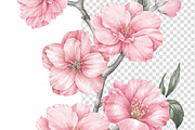 Sakura cherry blossom watercolor PNG, an Illustration by Kotkoa (Thumbnail 6 of 8)