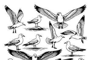 Vector of seagull in various poses., an Animal Illustration by yod67