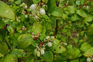 Garden blueberry bush after rain