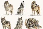 Watercolor Wolf Clipart Set, an Animal Illustration by Design Scotch (Thumbnail 5 of 8)