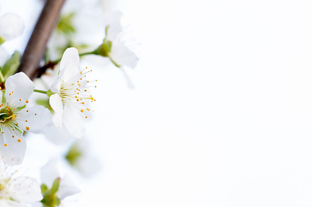Dreamy cherry blossoms, a Nature Photo by Ivanna