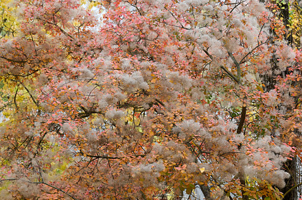 Smoketree in full autumn bloom. The tree's leaves are a mix of p, a Nature Photo by ndanko