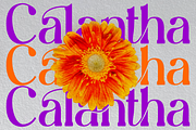 Rhenia - Elegan Display Font, a Font by PutraCetol Studio (Thumbnail 2 of 11)
