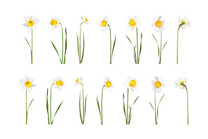 Vector Object Brushes. Daffodils