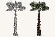 Palm Tree Vector Illustration Bundle, an Illustration by Kusumaillustration (Thumbnail 10 of 15)
