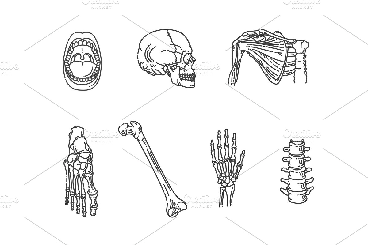 Internal Organs and Bones Symbols, an Object Graphic by Tettygreen (Photo 3 of 3)