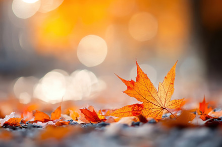 Autumn leaves in vibrant orange, a Photo by Pavel_design