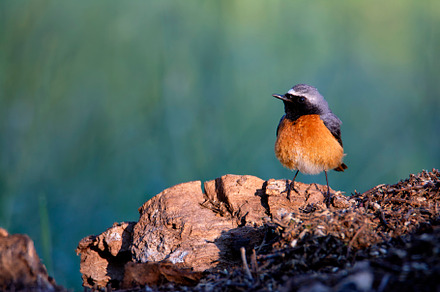 Male Redstart perched in dawn light., an Animal Photo by CreativePhotoSpain