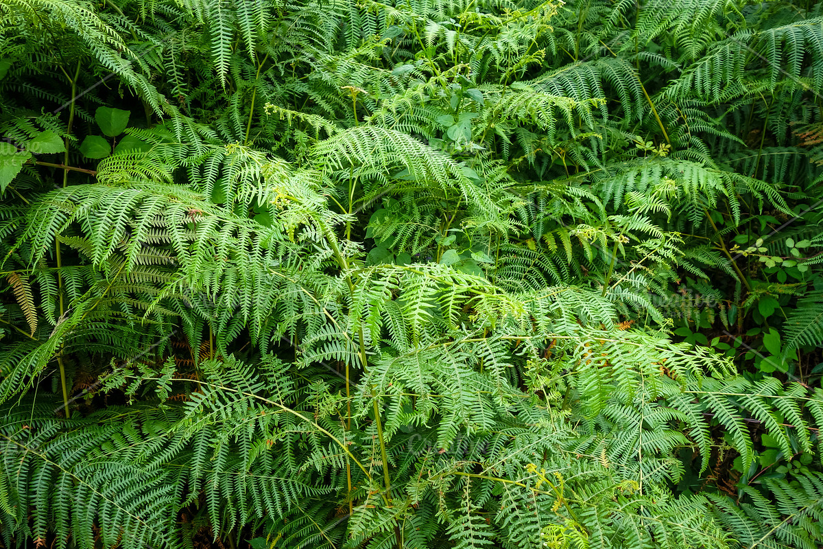 Fern leaves in a forest, a Nature Photo by GoodGoods (Photo 5 of 7)