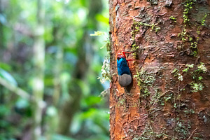 Colorful cicada on a tree in Tentena rainforest, Sulawesi, Indon, an Animal Photo by GoodGoods