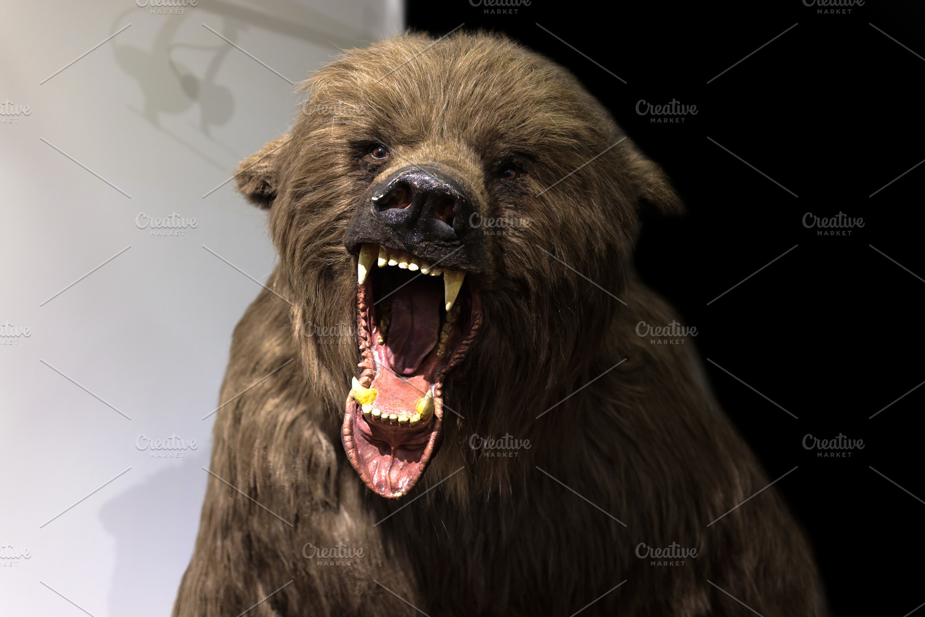 Reconstruction of a cave bear, an Animal Photo by Bepslabor